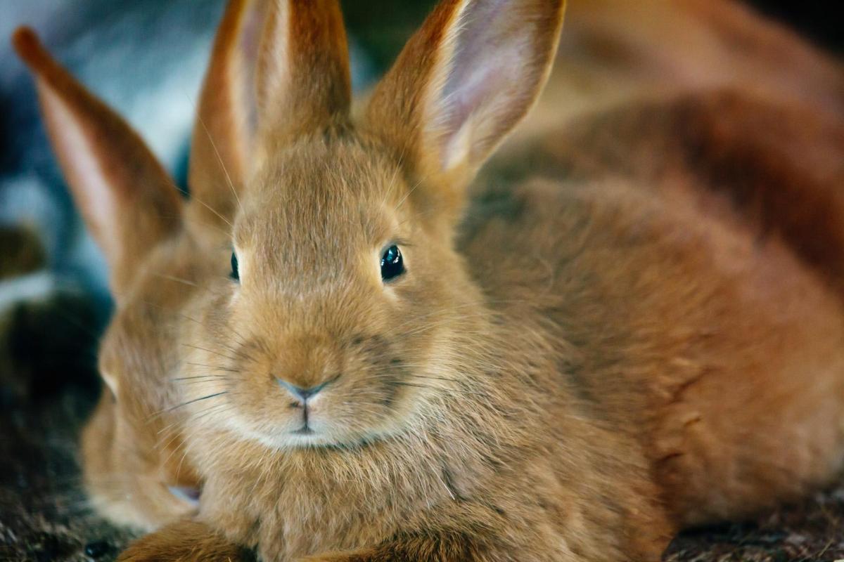 My Rabbit's Pee Is Milky White