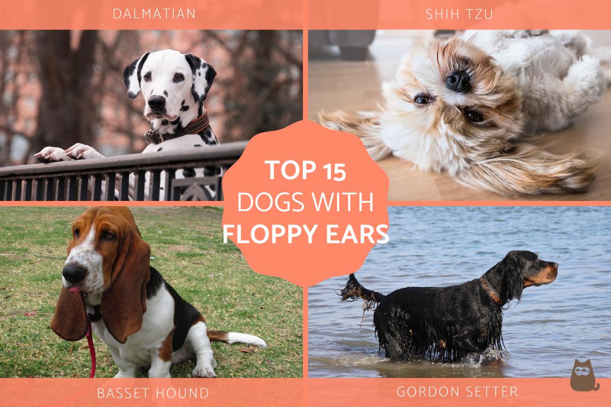 Dogs With Floppy Ears - Floppy-Eared Dog Breeds