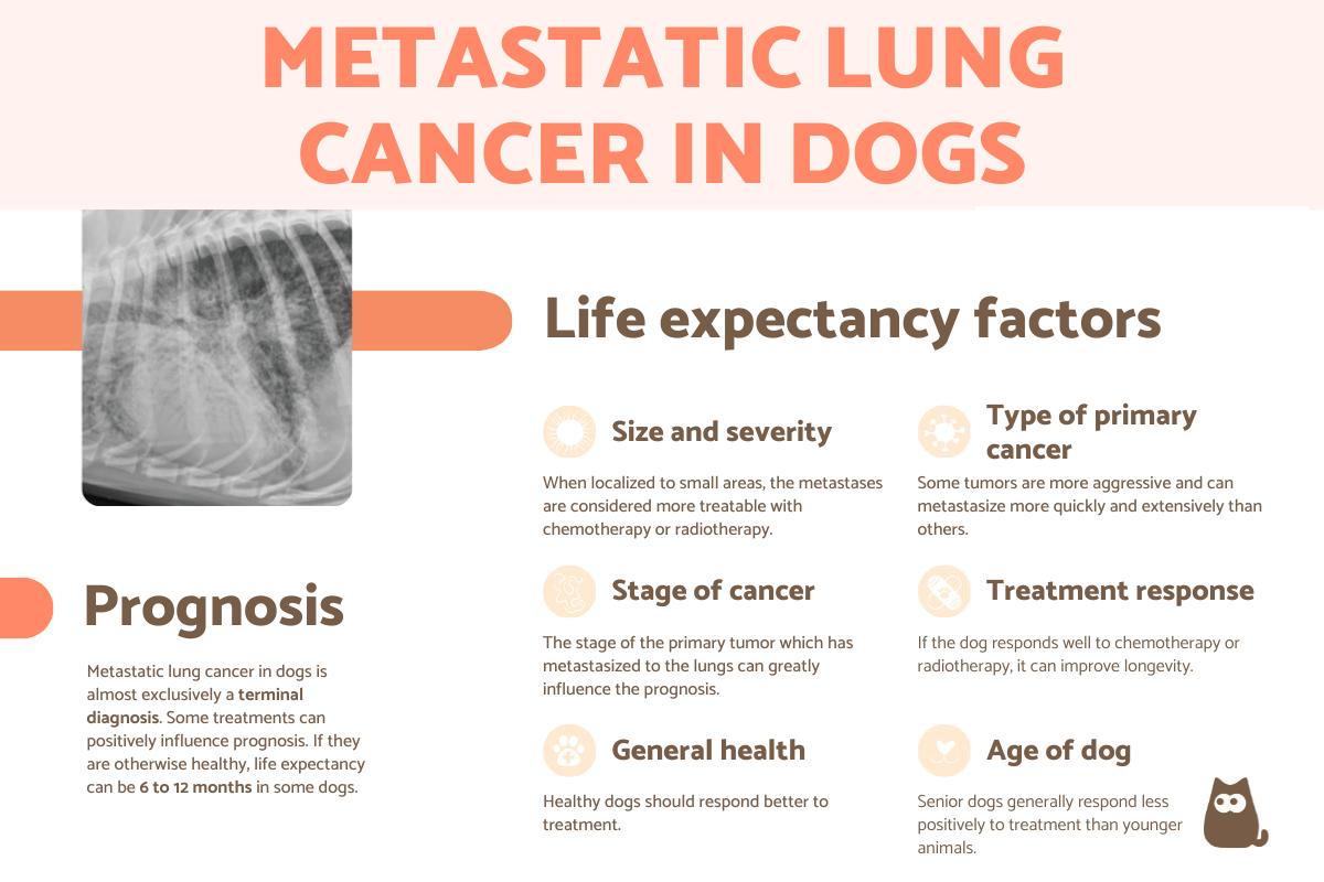 Metastatic Lung Cancer in Dogs