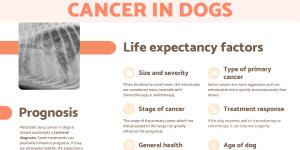 Metastatic Lung Cancer in Dogs
