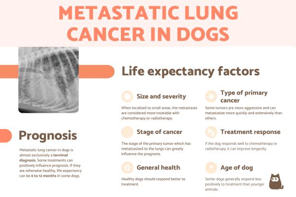 Metastatic Lung Cancer in Dogs