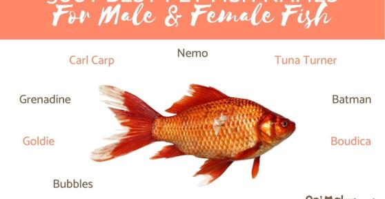 Best Fish Names for Pet Fish
