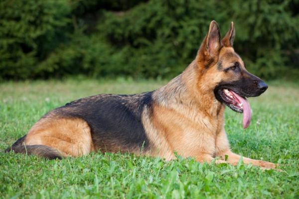 Types of German Shepherds - 1. Saddle Back German Shepherd Dog