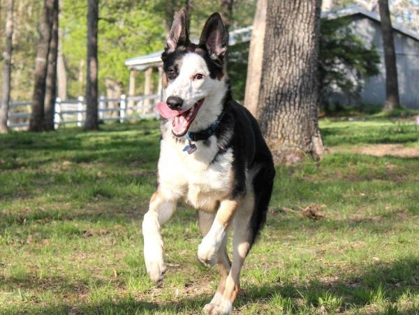 Types of German Shepherds - 3. Panda German Shepherd Dog