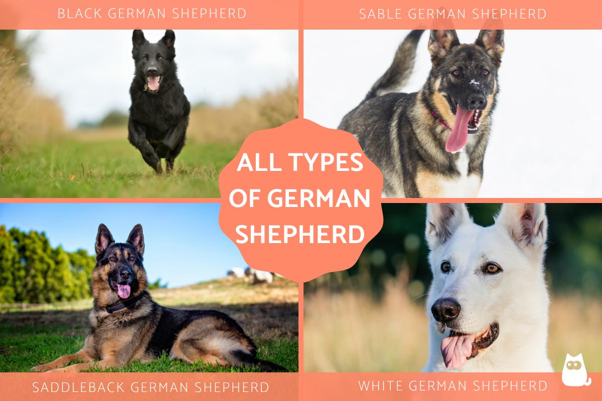 Types of German Shepherds
