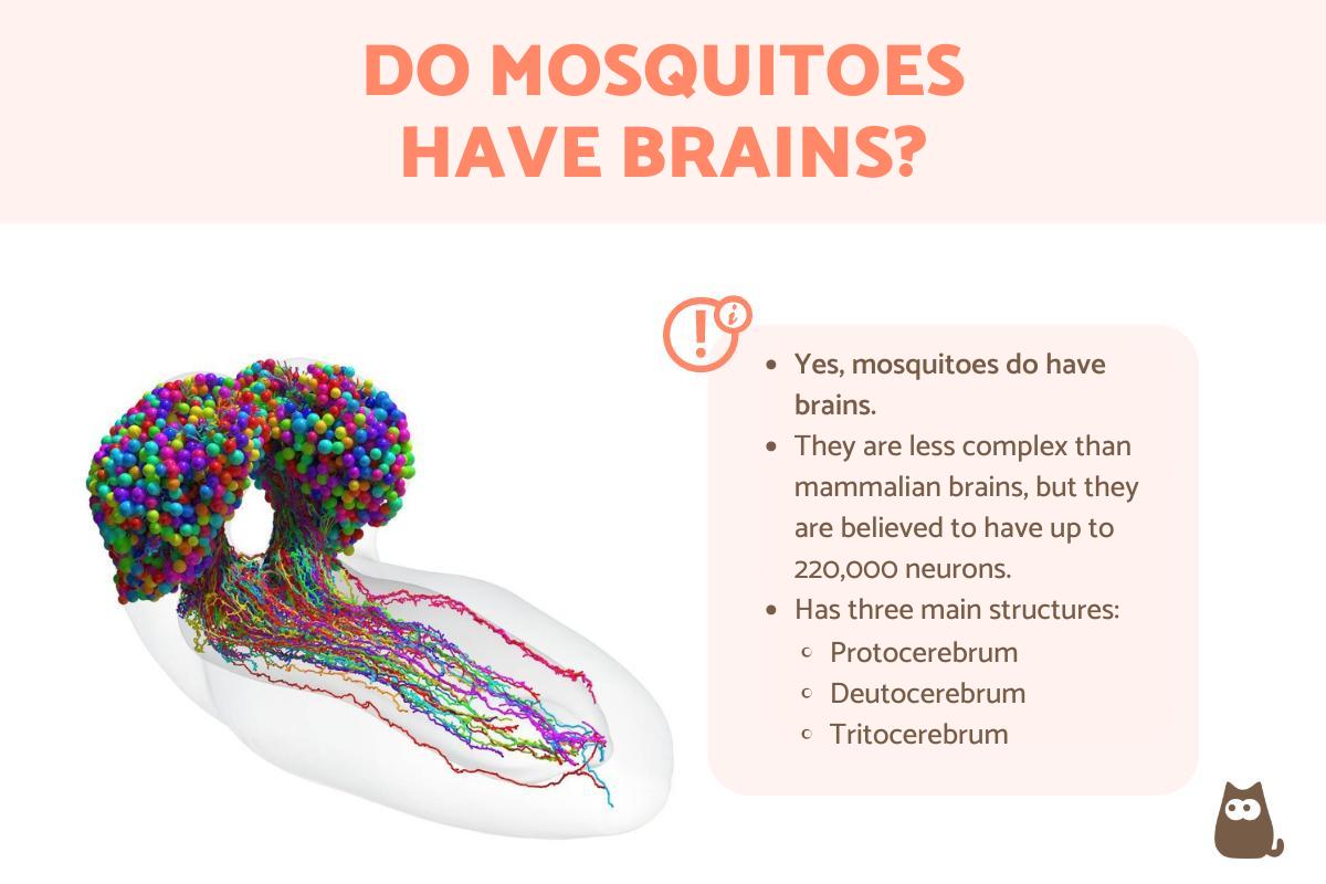 Do Mosquitoes Have Brains?