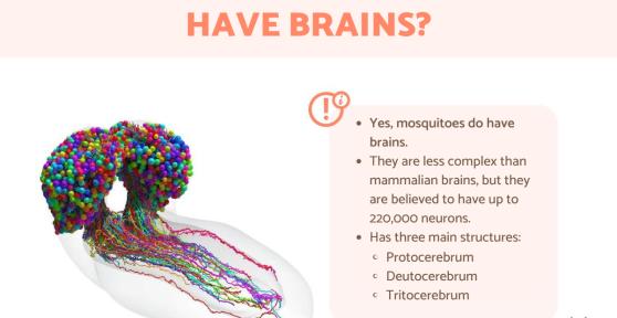 Do Mosquitoes Have Brains?