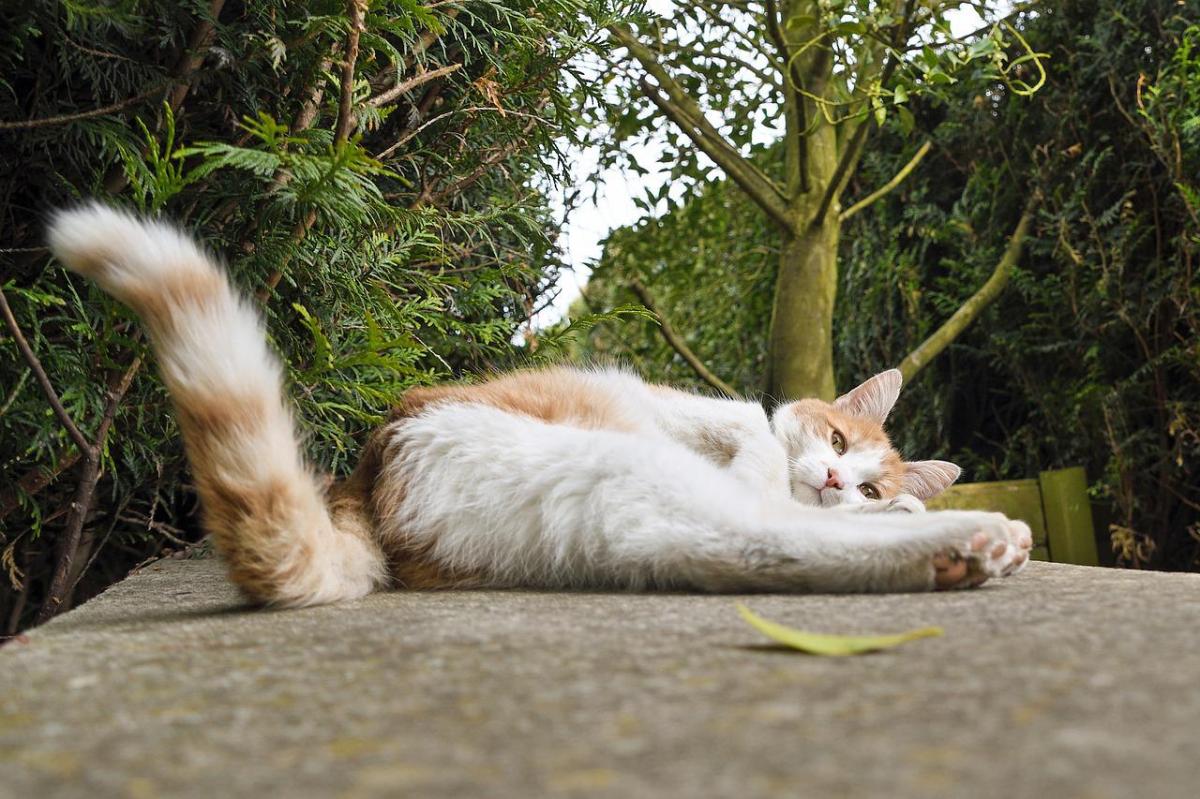 Hyperesthesia in Cats - Causes and Treatment