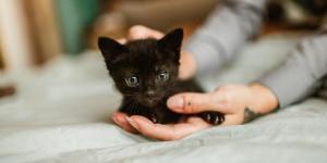 Can I Touch My Cat’s Newborn Kittens?