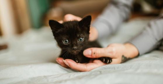 Can I Touch My Cat’s Newborn Kittens?
