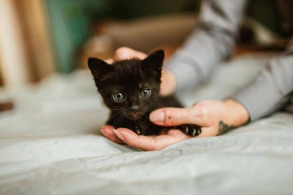 Can I Touch My Cat’s Newborn Kittens?