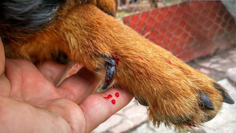 My Dog has a Broken Nail What to Do