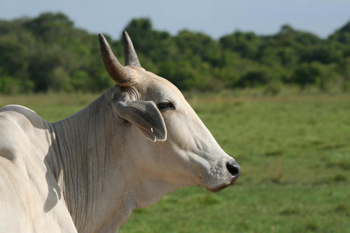 What is a Goshala and How Does it Work?
