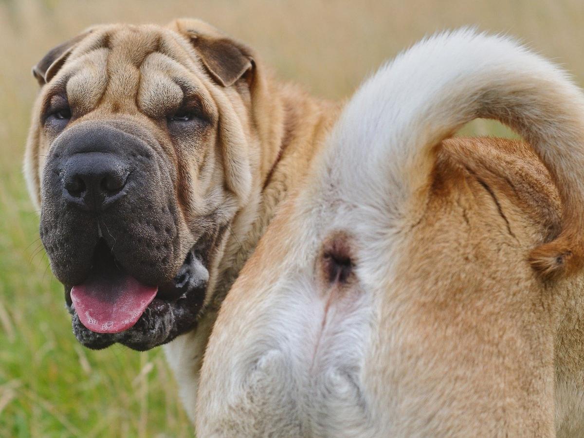 My Dog Has an Anal Gland Infection