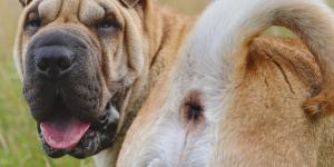 My Dog Has an Anal Gland Infection
