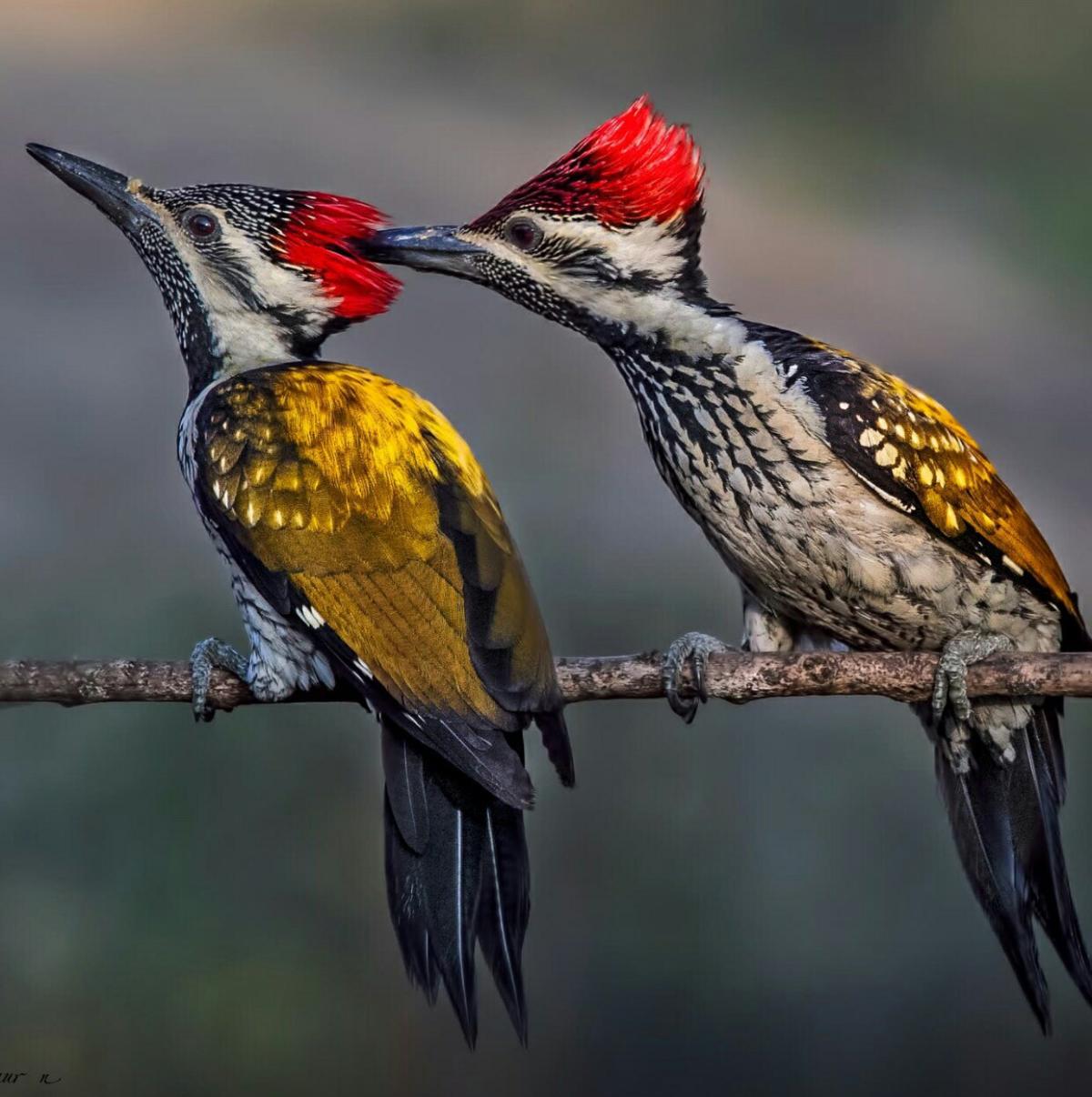 Why Do Woodpeckers Peck Wood?