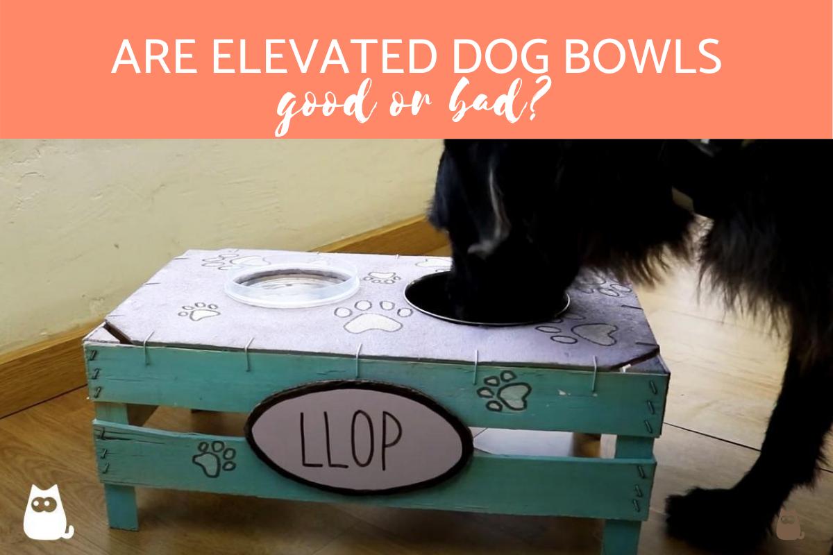 Are Elevated Dog Bowls Good or Bad?
