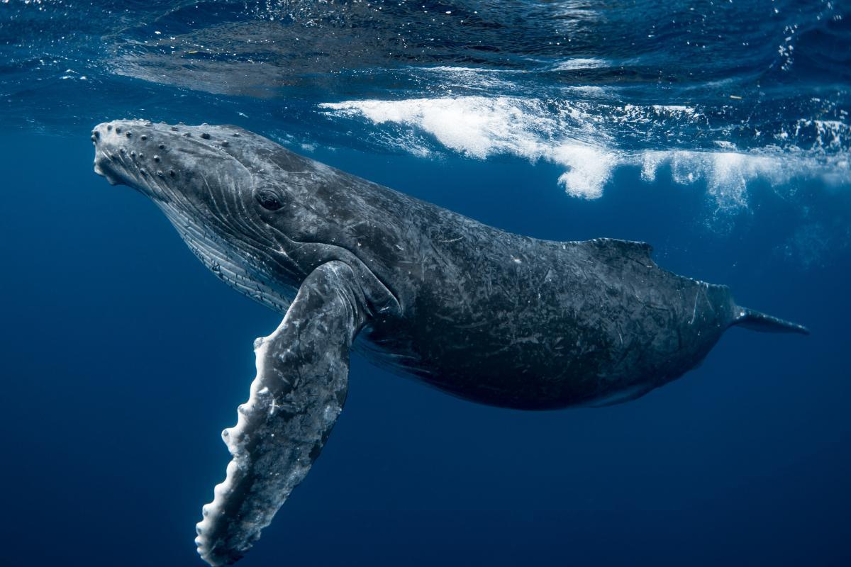 Is the Blue Whale an Endangered Species?