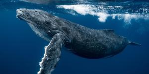Is the Blue Whale an Endangered Species?