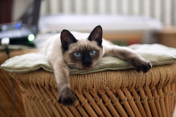 Common Diseases of Siamese Cats - Behavioral and mental disorders