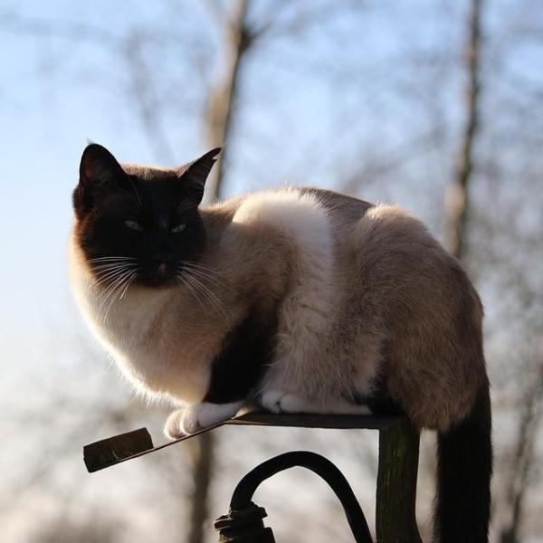 Common Diseases of Siamese Cats