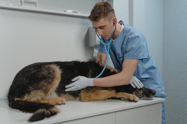 My Dog Has a Tummy Ache - Gastrointestinal symptoms a dog has a tummy ache