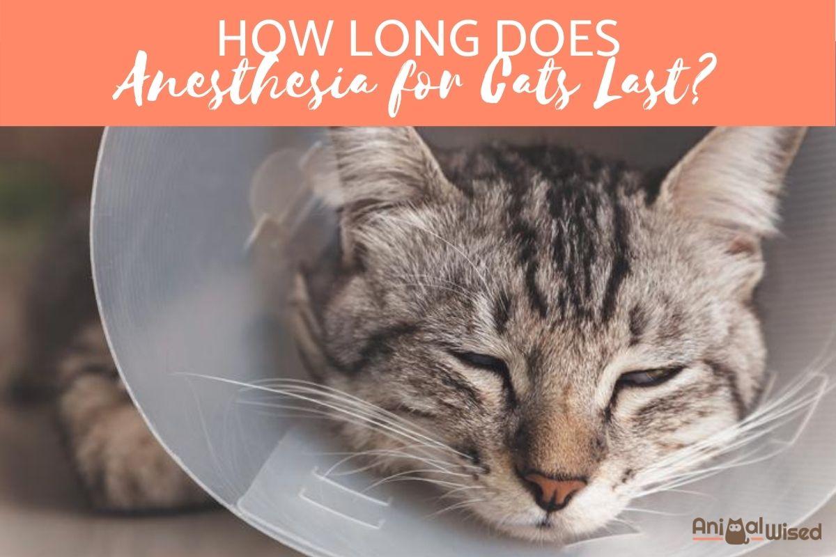 How Long Does Anesthesia for Cats Last?