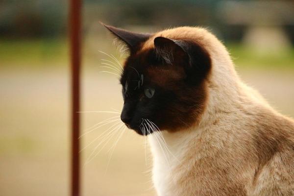 Common Diseases of Siamese Cats - Hydrocephalus