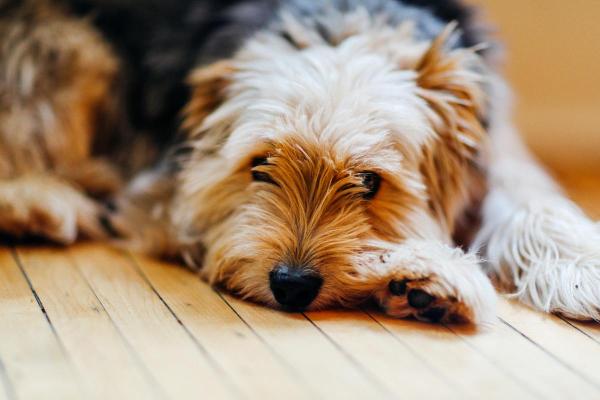 My Dog Has a Tummy Ache - Physical signs a dog has a tummy ache