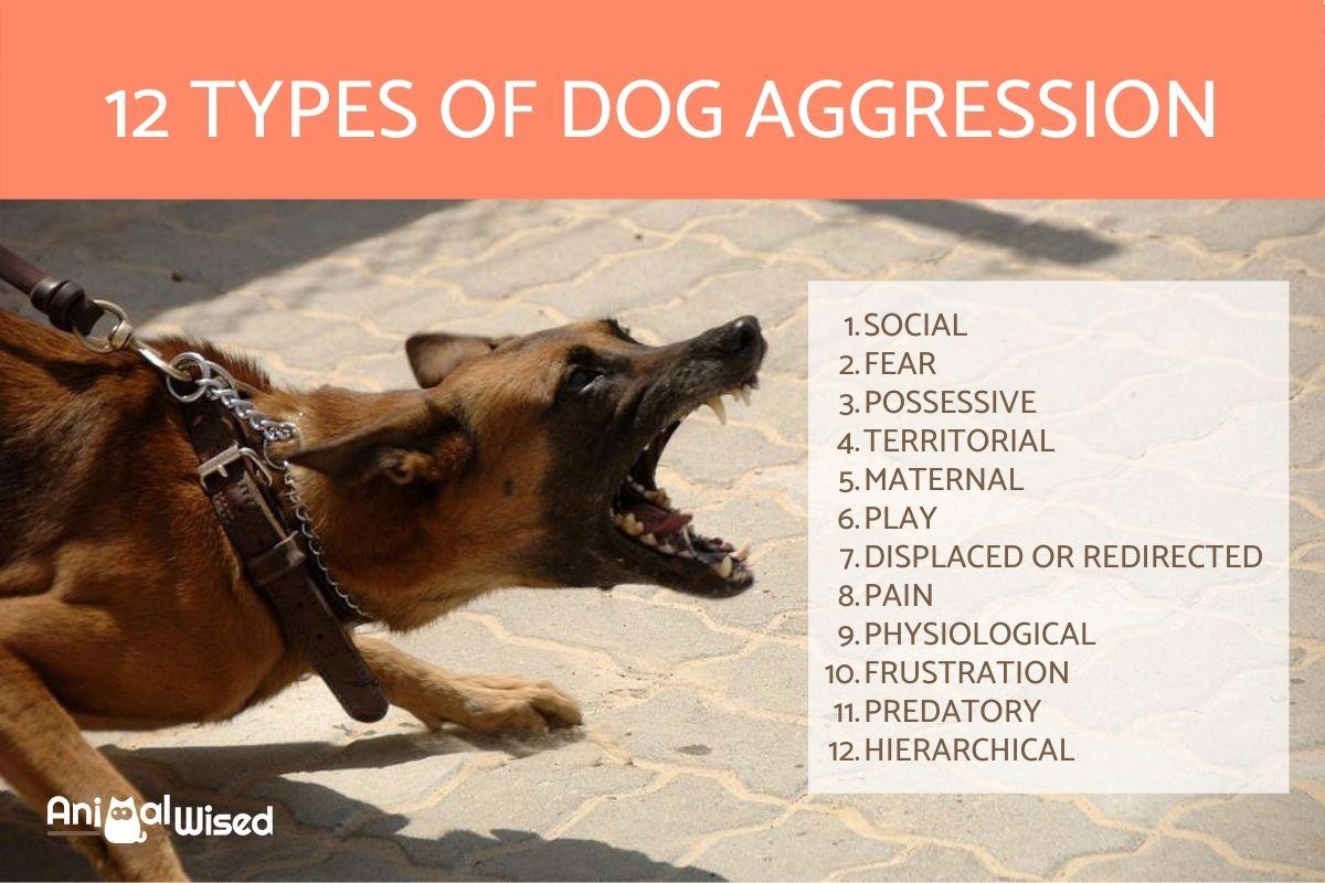 12 Types of Dog Aggression