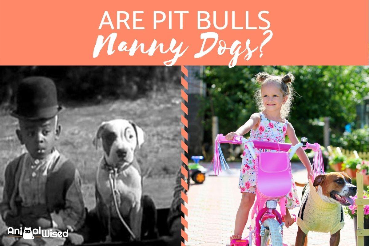 Pit Bull Terriers as Nanny Dogs
