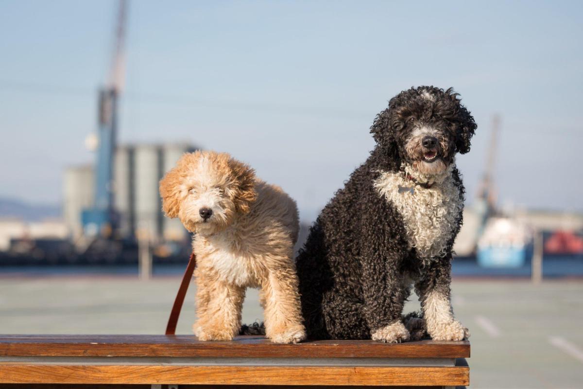 10 Breeds of Water Dogs - Characteristics & Photos