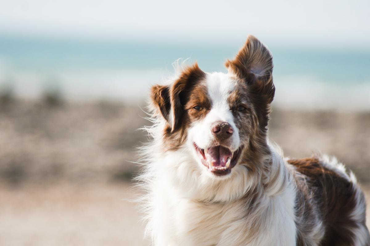 Afrikaans Names for Dogs