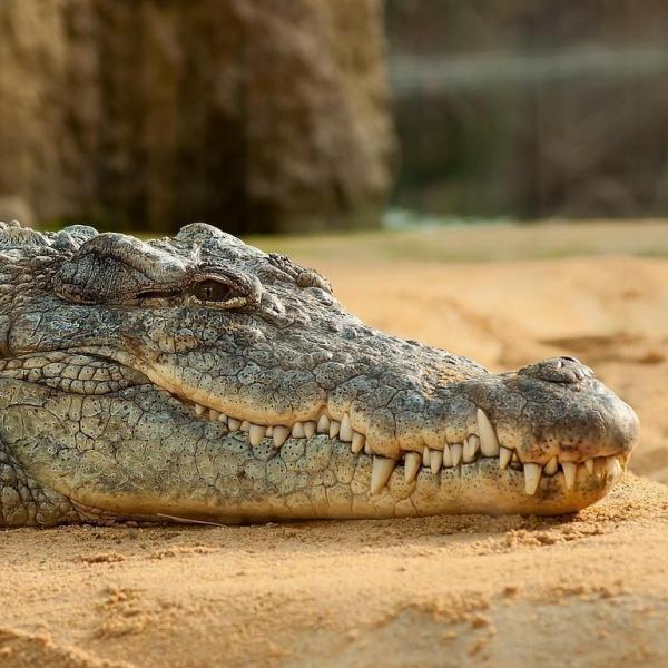 Dietary Habits of the Crocodile