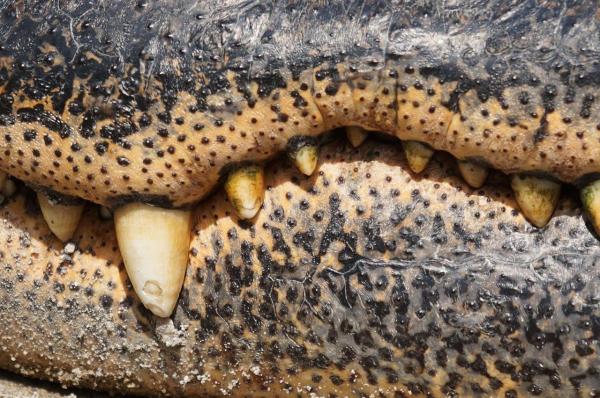 Dietary Habits of the Crocodile - Digestive system and teeth