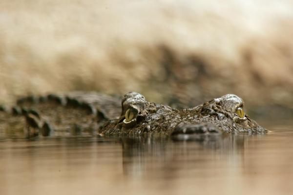 Dietary Habits of the Crocodile - How do crocodiles hunt?