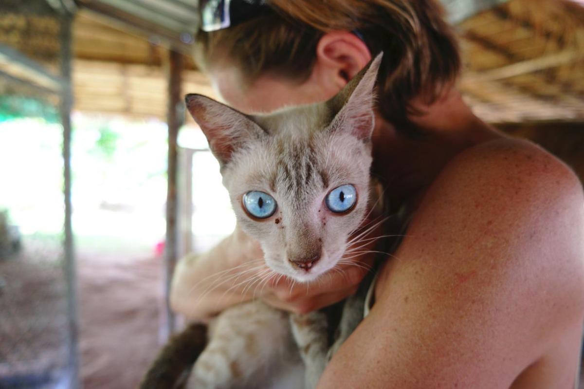 My Cat Has Puffy Eyes - Causes and Treatment