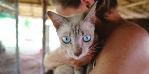 My Cat Has Puffy Eyes - Causes and Treatment