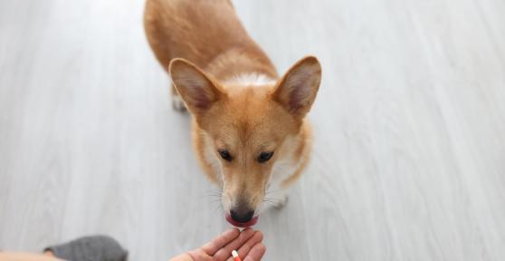 Trilostane for Dogs - Uses, Dosage and Side Effects