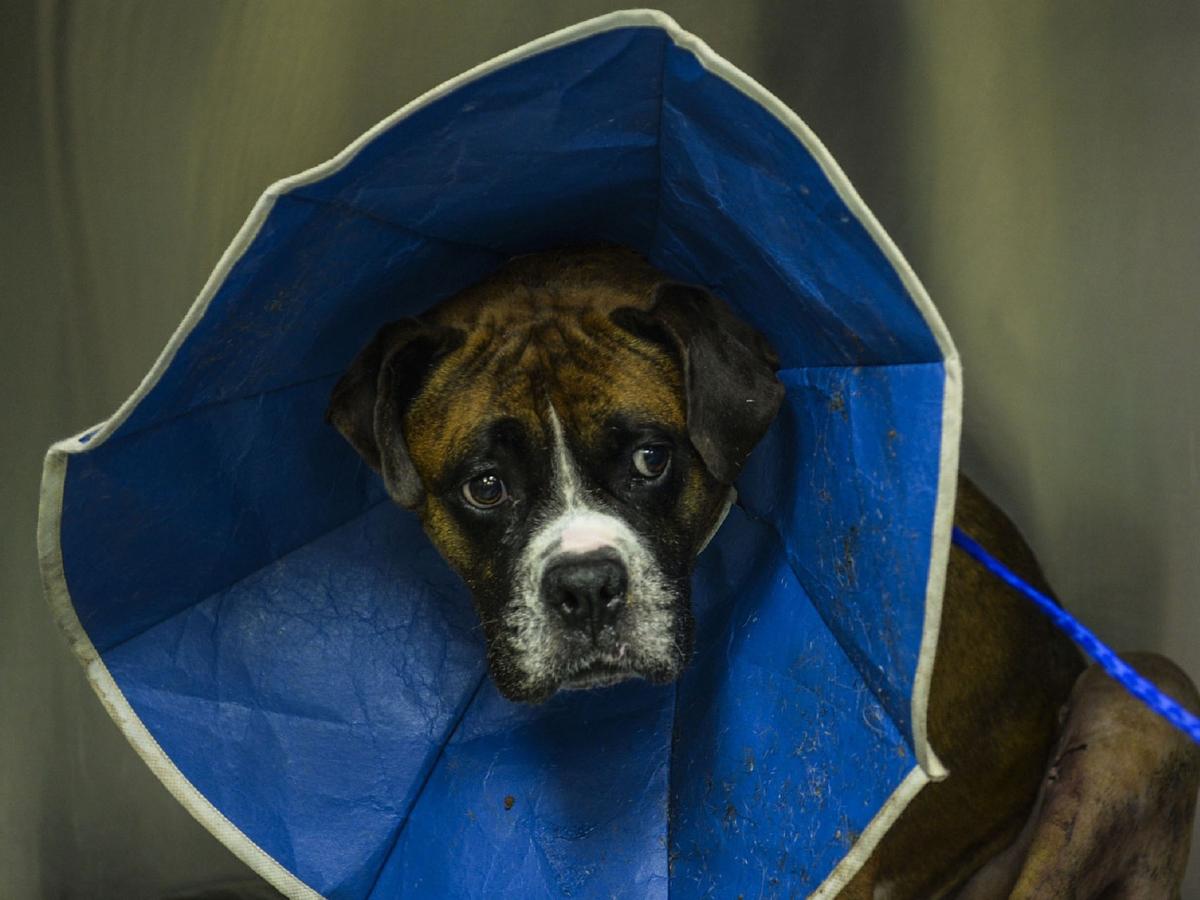 What to Expect After Your Dog is Neutered
