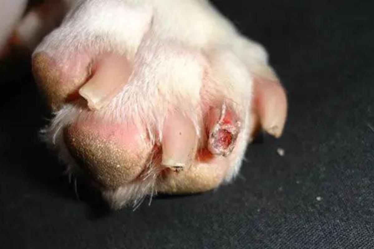 My Dog Has a Nail Infection - Causes and Treatment