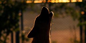 Why Do Dogs Howl When Someone Dies?