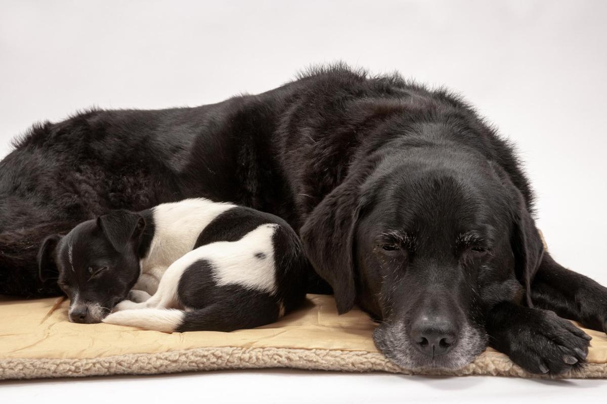 Do Dogs Go Through Menopause?
