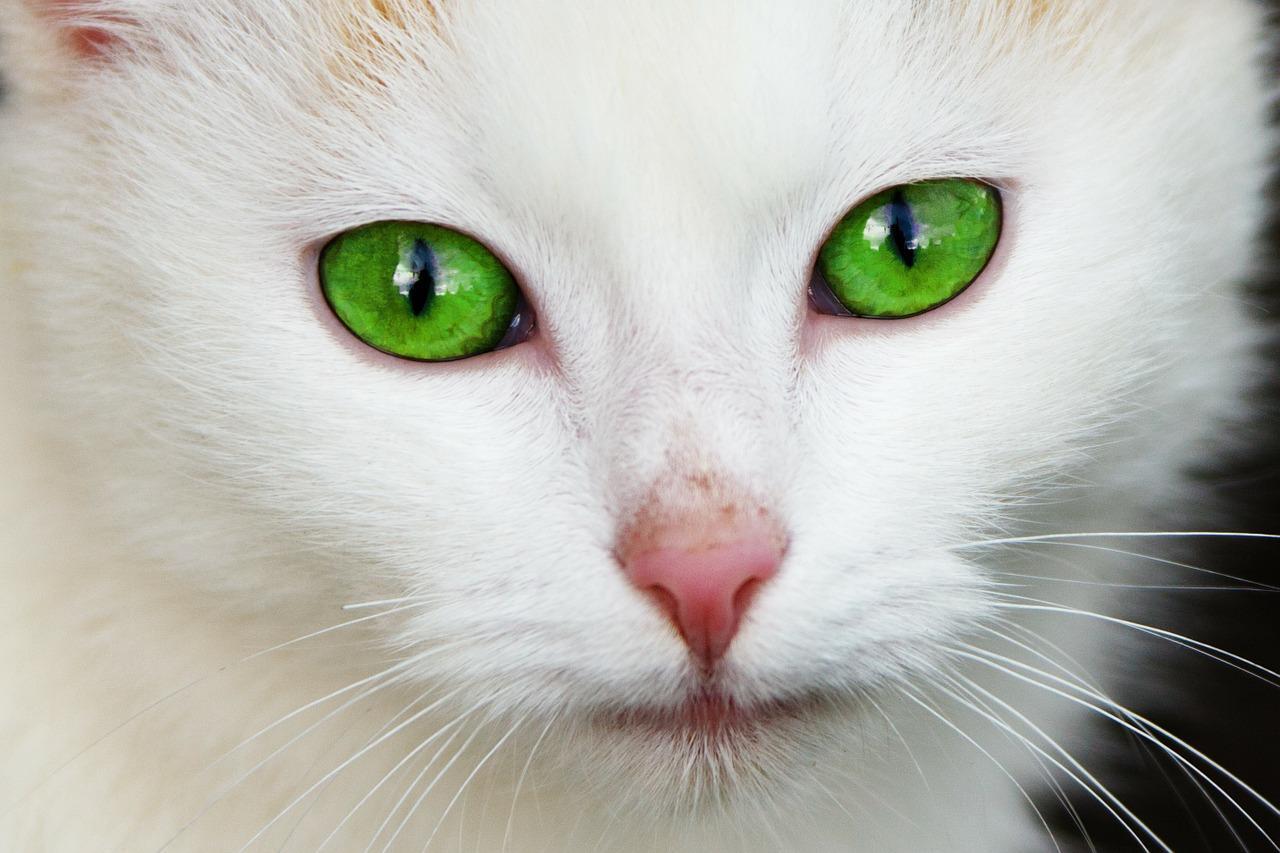 Photo inspiration: Feline Leukemia Virus Contagious Without Symptoms Reference: Feline Leukemia Virus Contagion Symptoms Diagnosis And Treatment