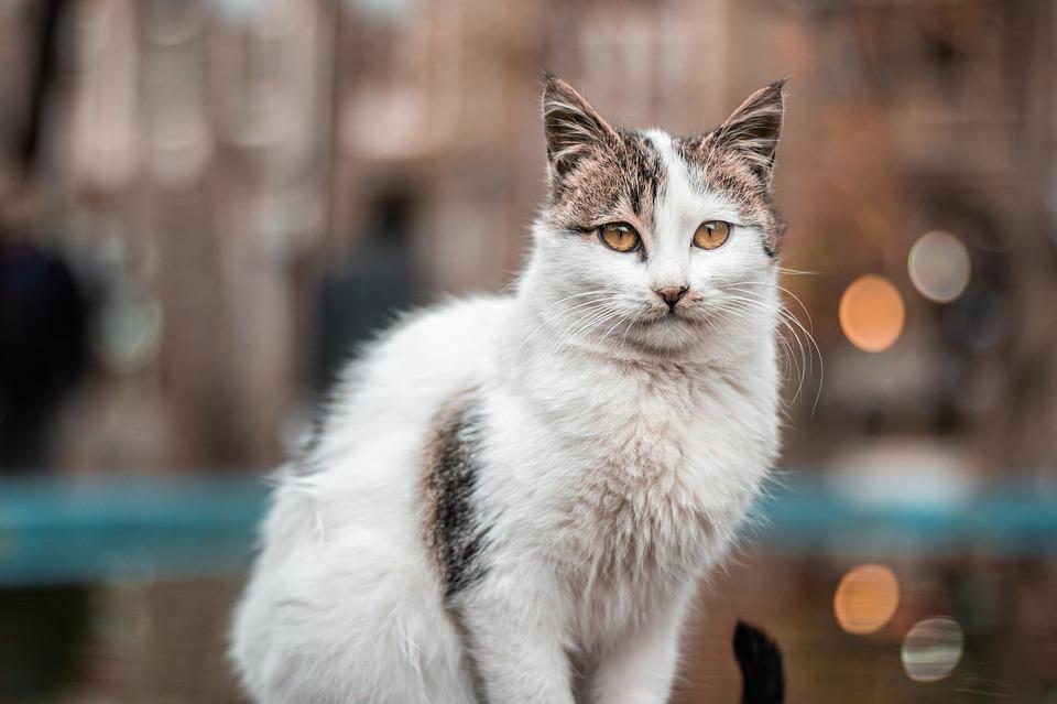 Photo inspiration: Fresh Look at Feline Leukemia Virus Contagion Symptoms Diagnosis And Treatment