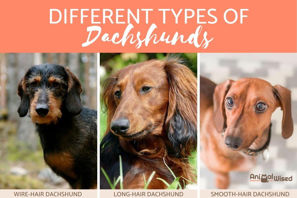 Types of Dachshunds and Wiener Dogs