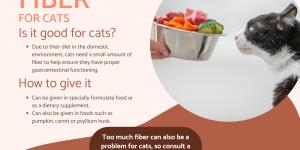 Fiber for Cats - Sources, Supplements and Importance
