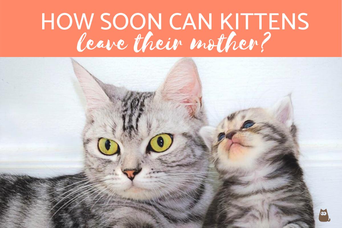 How Soon can Kittens Leave their Mother?