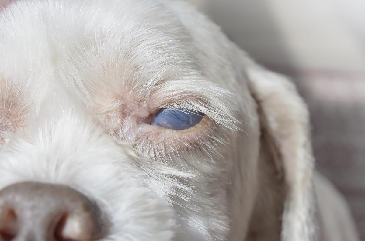 Uveodermatologic Syndrome in Dogs - Causes and Treatment