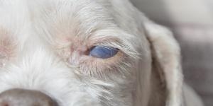 Uveodermatologic Syndrome in Dogs - Causes and Treatment